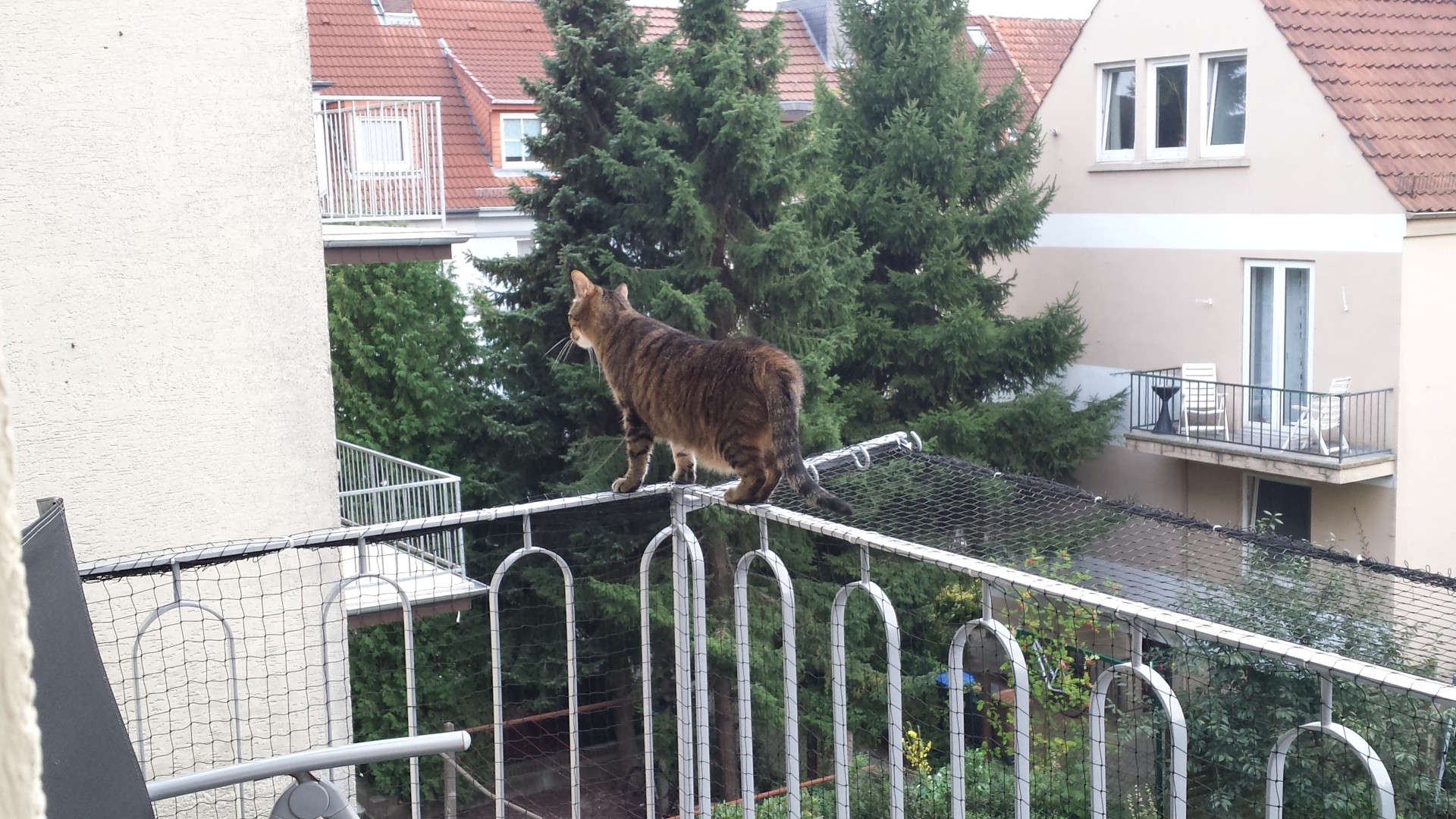 Offener Balkon Katzensicher Machen